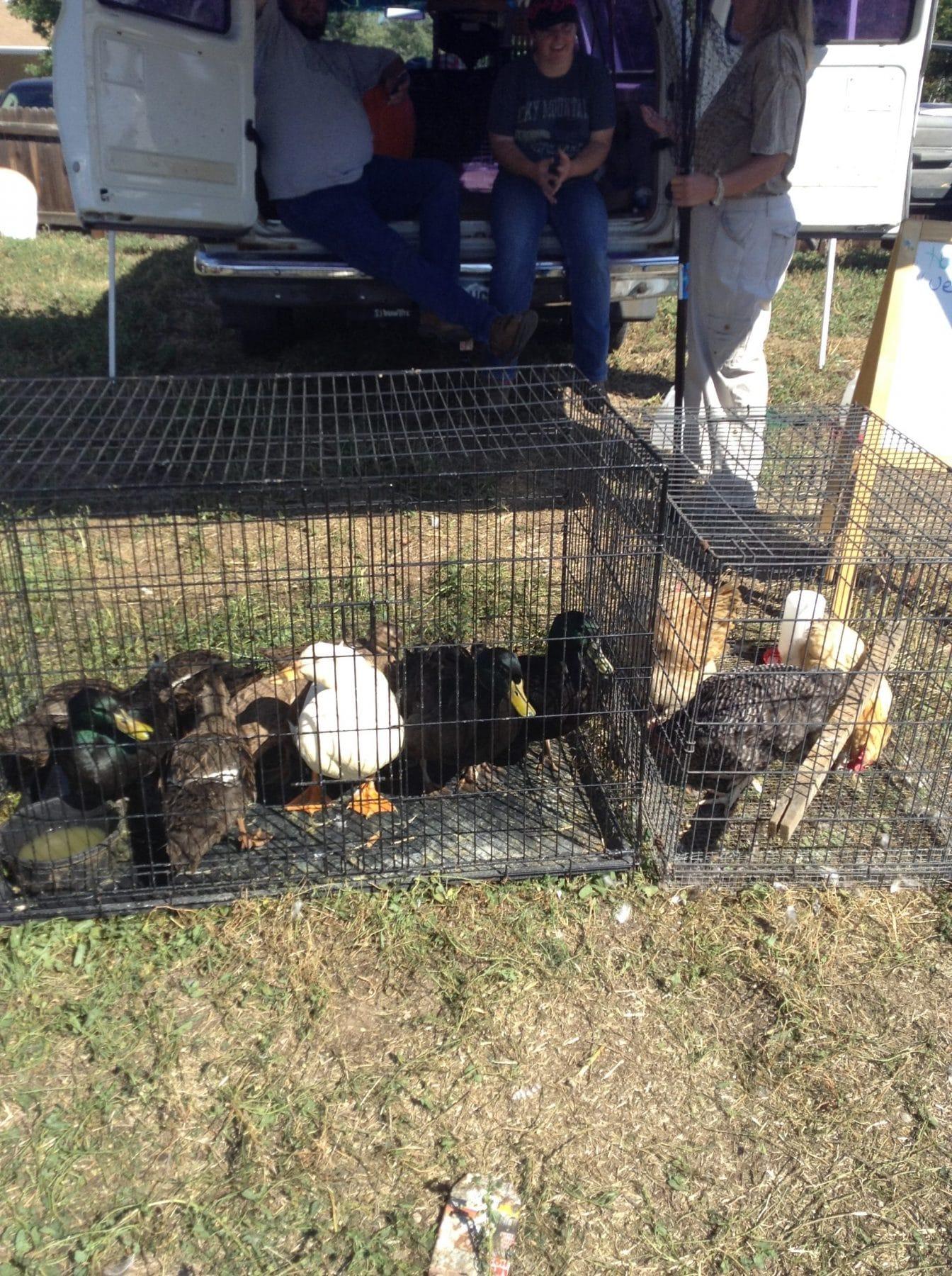 Chicken Swap Wardle Feed & Pet Supply