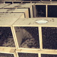 Bee Package -  Saturday, April 25, 2026 Pickup