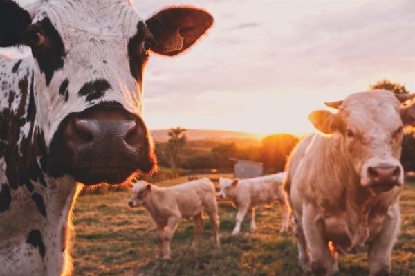 Hay, Straw, Wood Shavings for Bedding - Wardle Feed & Pet Supply